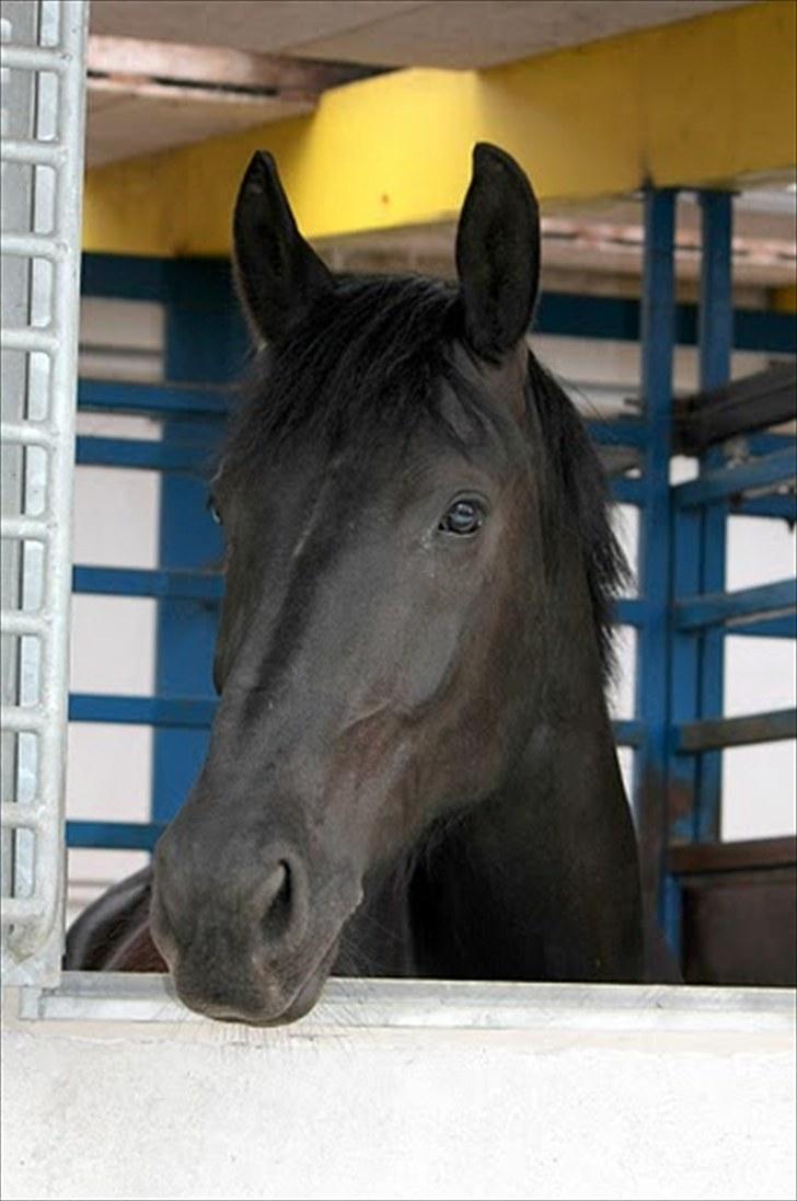 Dressur træning d. 12/6-10 på Pernille + Billeder af Penille ikk billede 16