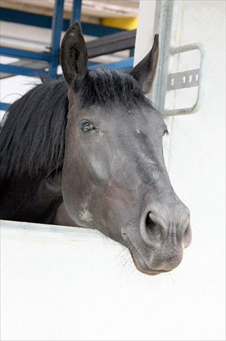 Dressur træning d. 12/6-10 på Pernille + Billeder af Penille ikk billede 17