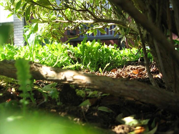 DM for Schleich heste. - Skov-springet billede 9