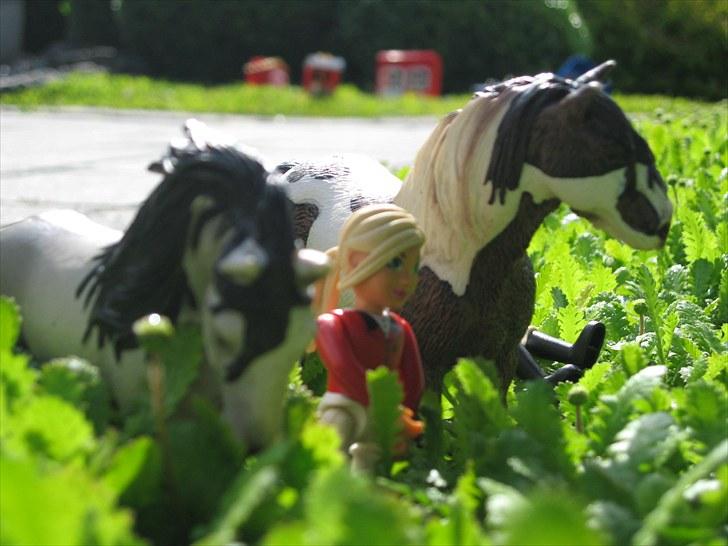 DM for Schleich heste. - Lille gåtur før det hele startede . billede 21