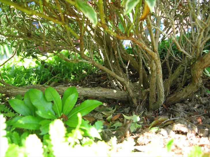 DM for Schleich heste. - Skovspringet billede 75