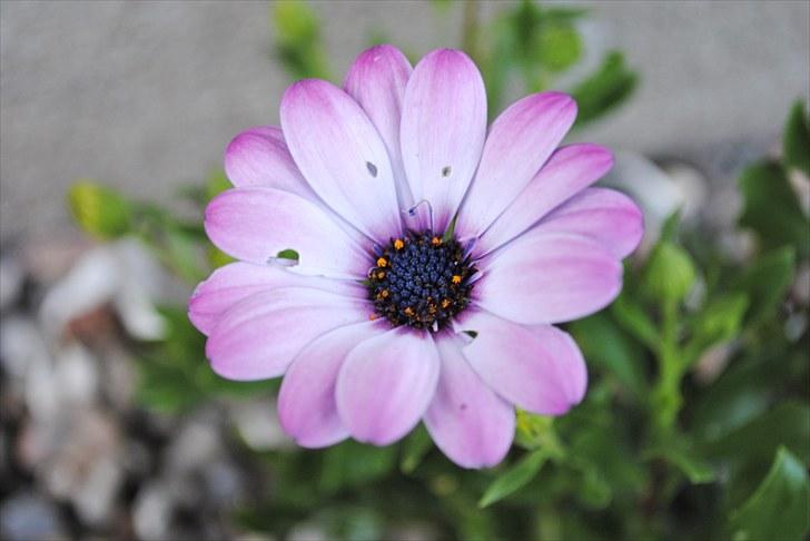 De første par billeder (; billede 2