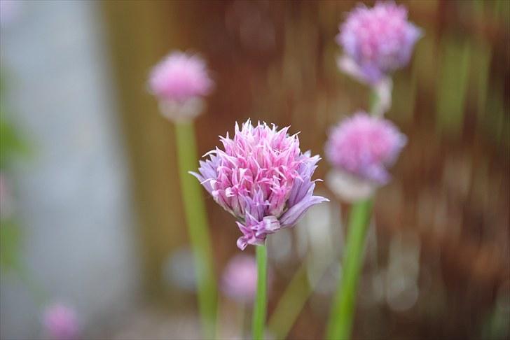 De første par billeder (; billede 4