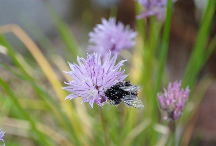 De første par billeder (; billede 6