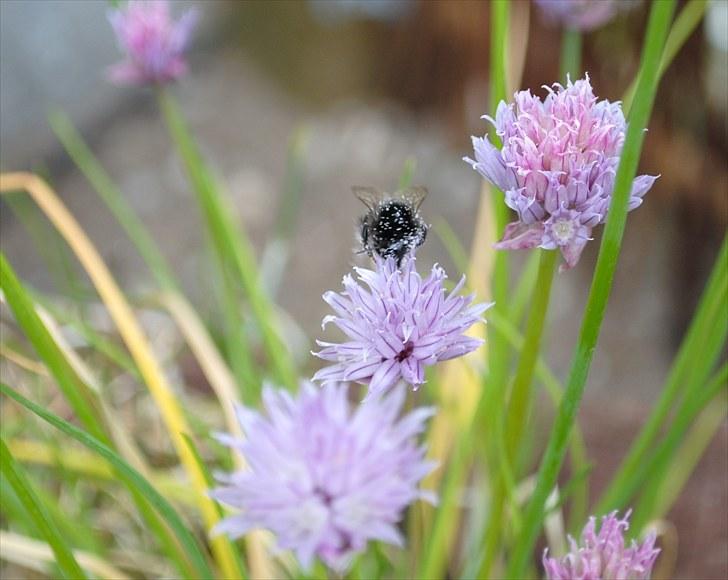 De første par billeder (; billede 7