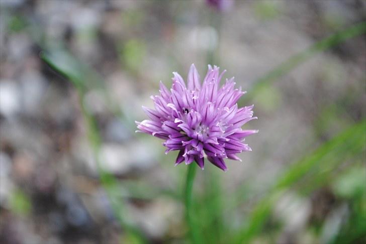 De første par billeder (; billede 8