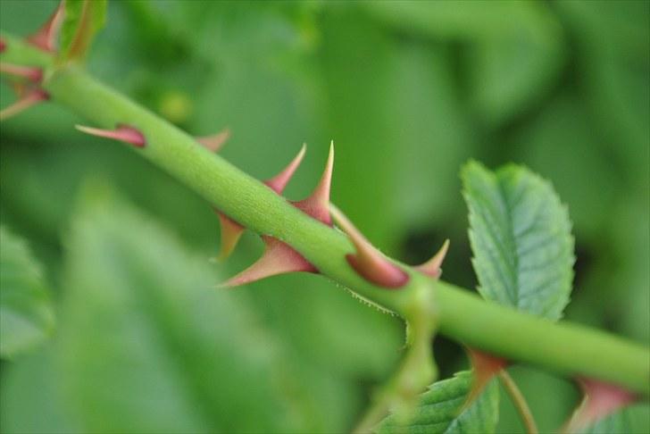 De første par billeder (; billede 15