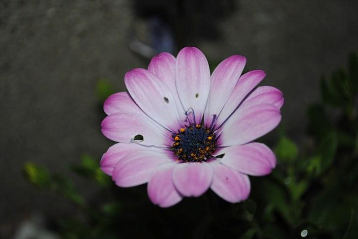 De første par billeder (; billede 18