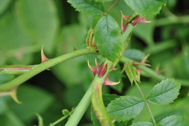 De første par billeder (; billede 19