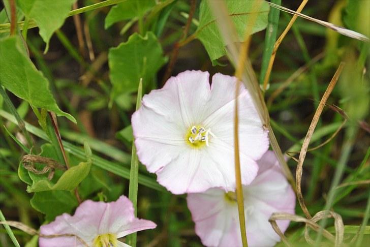 De første par billeder (; billede 20