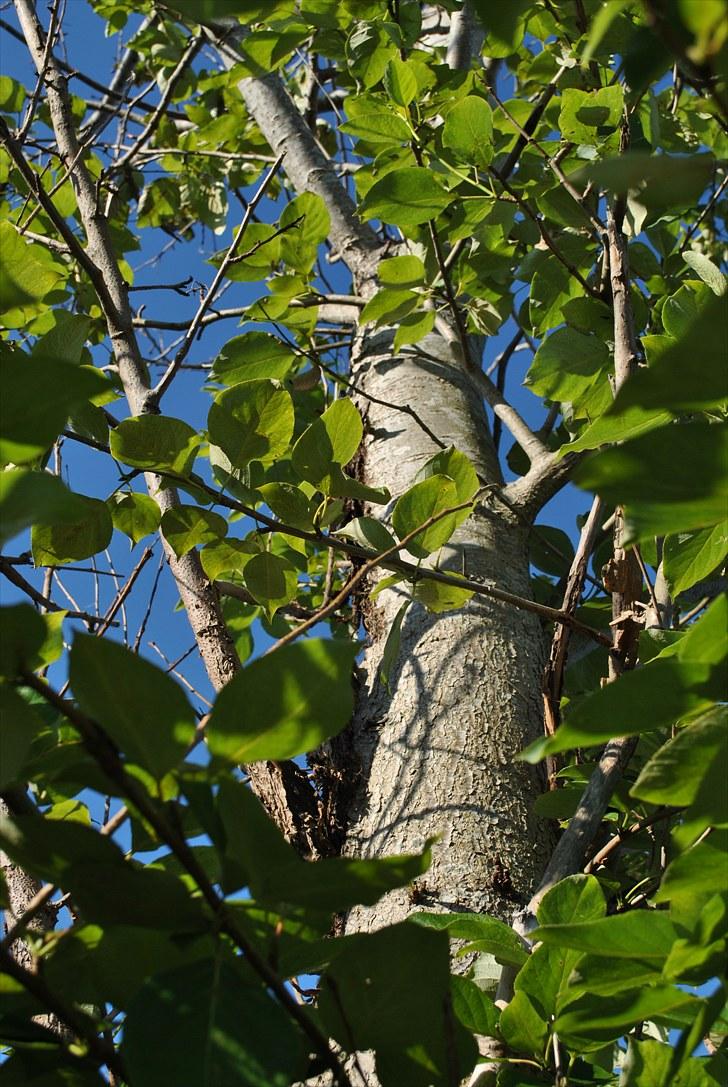 De første par billeder (; billede 21