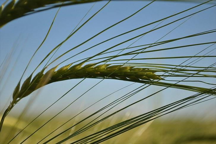 De første par billeder (; billede 22