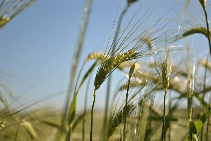 De første par billeder (; billede 23