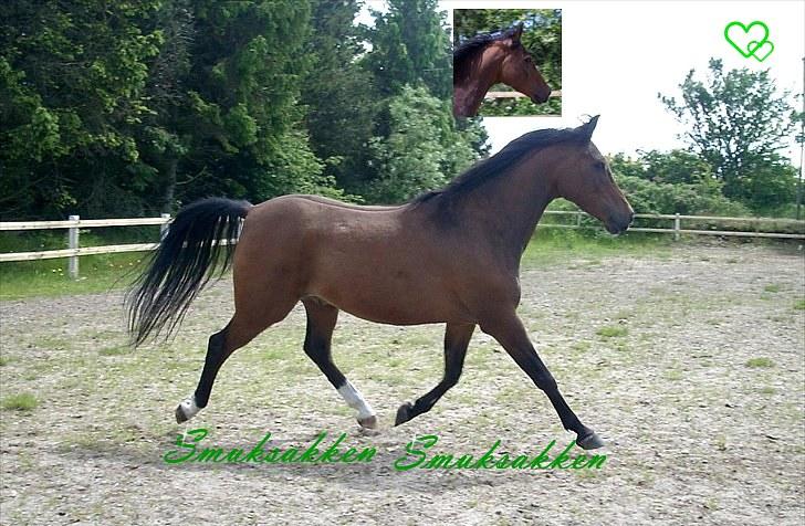 Billeder jeg har lavet  - Til Cecilie
Det er kun hende der må tage billedet billede 9