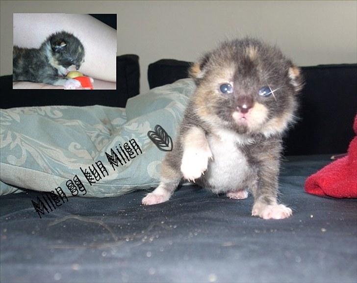 Billeder jeg har lavet  - Til Cecilie
Det er kun hende der må tage billedet billede 10