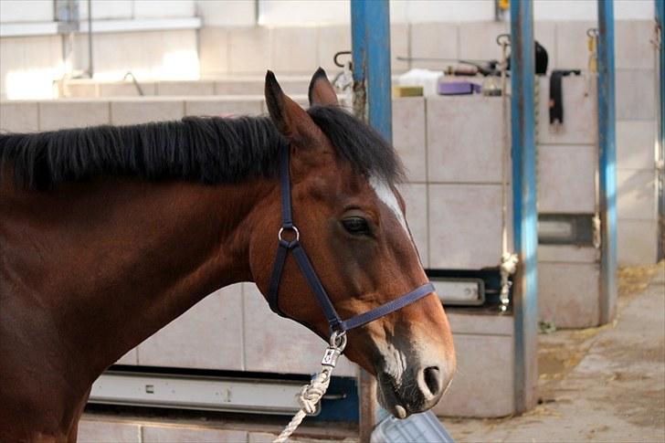 Michelle & Mirou dressurundervisning 30/6 - Mirou som står og slapper af efter undervisning billede 1