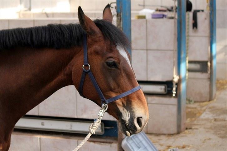 Michelle & Mirou dressurundervisning 30/6 - Han var lidt træt, så han orket ikk det hel store billede 2