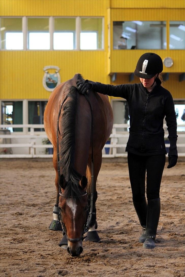 Michelle & Mirou dressurundervisning 30/6 - Øver tillidsleg med Mirou billede 3
