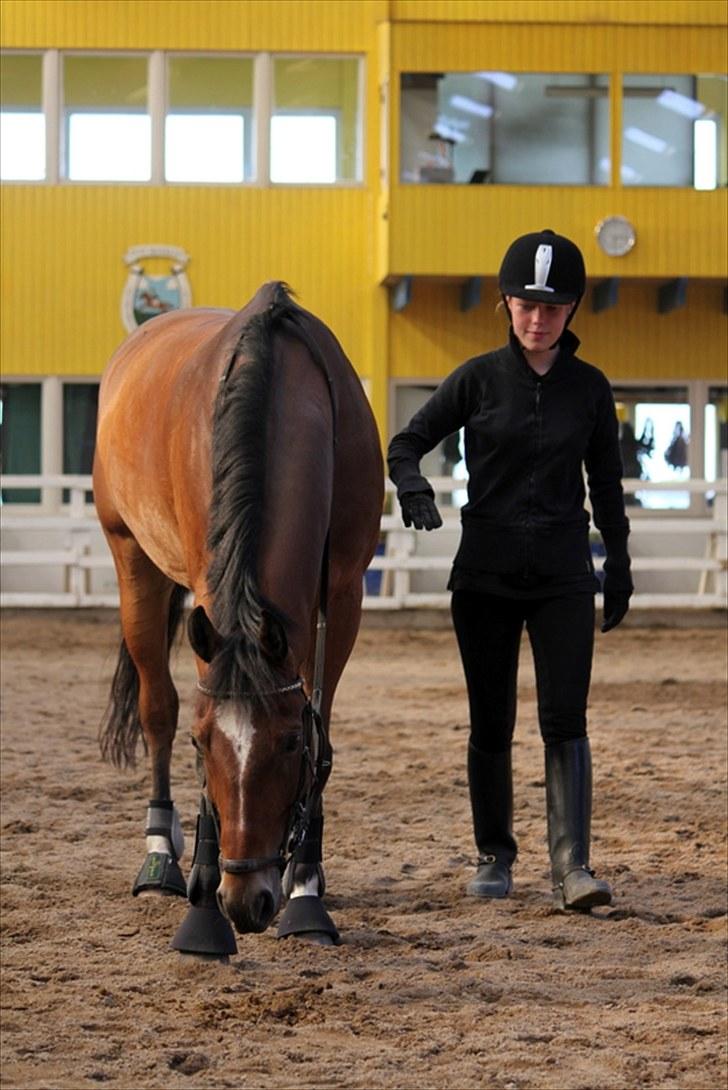 Michelle & Mirou dressurundervisning 30/6 - Her ses det, at han er mere optaget i min Kæreste, som stod og tog billederne billede 4