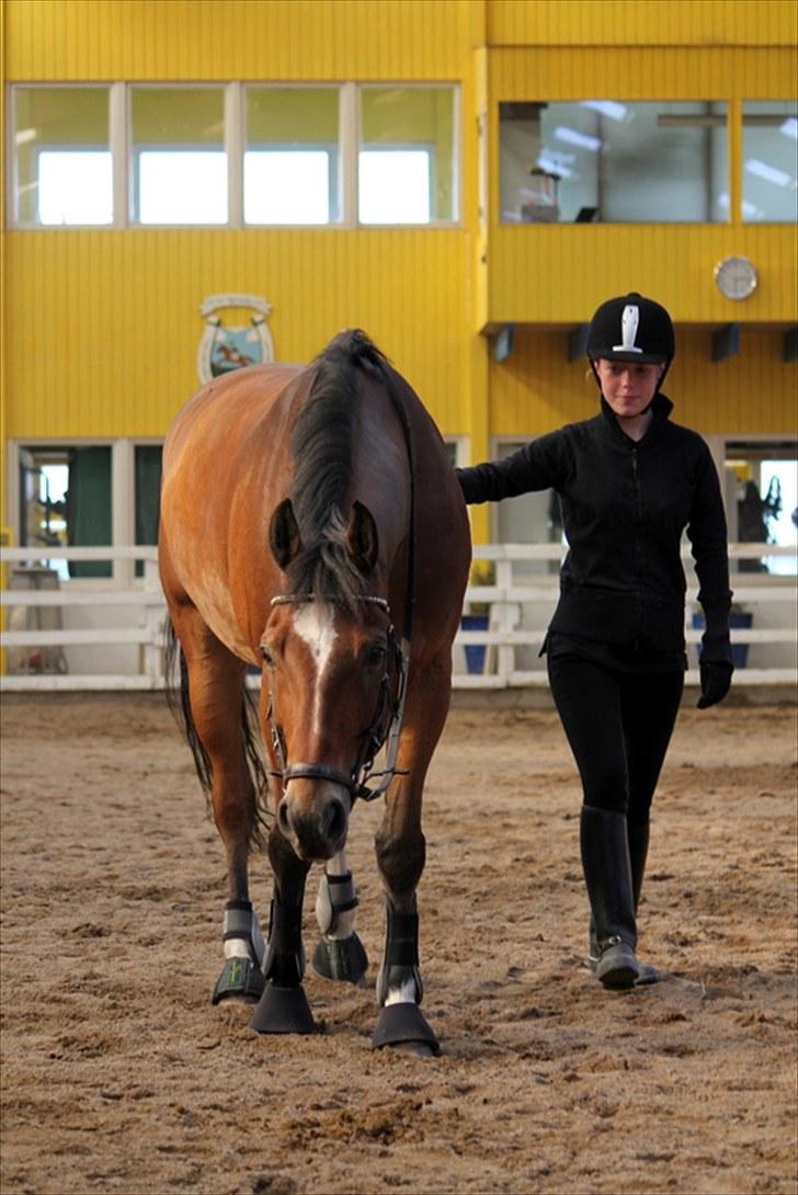 Michelle & Mirou dressurundervisning 30/6 - Her bakker Mirou for første gang uden den hel store hjælp.. Så utroligt billede 5