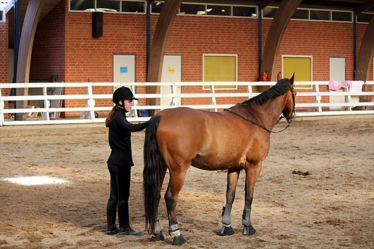 Michelle & Mirou dressurundervisning 30/6 - Mirou står klar til tillidsleg billede 10