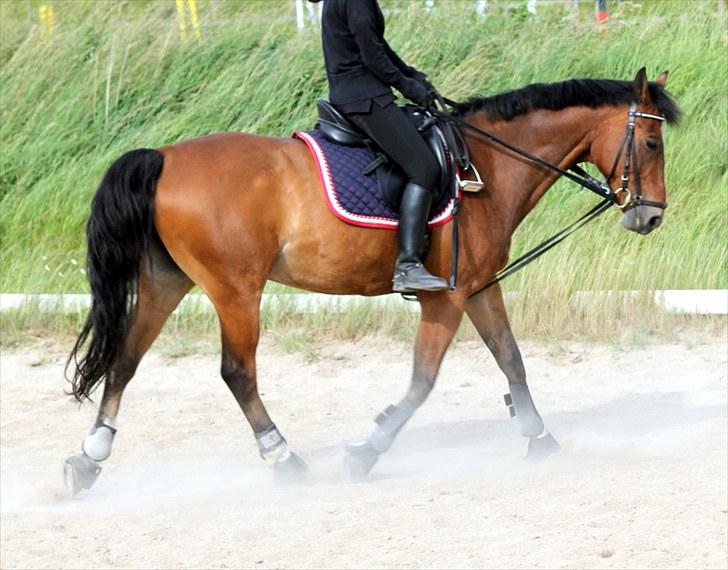 Michelle & Mirou dressurundervisning 30/6 - En lille øgning (beklager kvalitet, men pga. støvet) billede 12