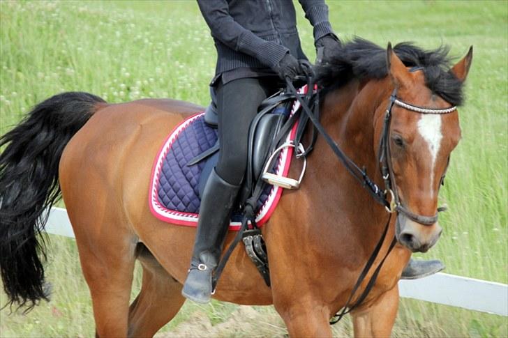 Michelle & Mirou dressurundervisning 30/6 - Mirou du tager mig tættere på himlen billede 13