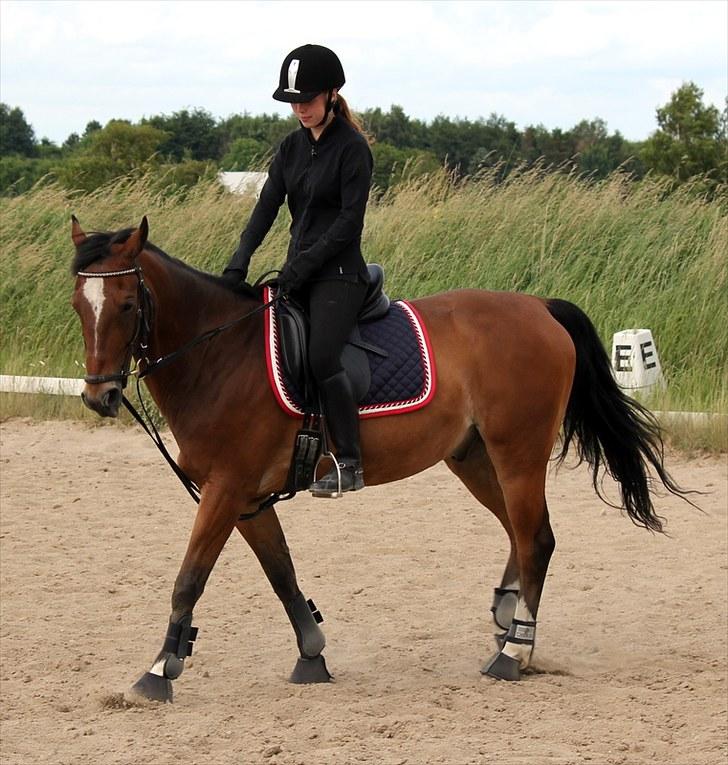 Michelle & Mirou dressurundervisning 30/6 - Lille skridt pause billede 21