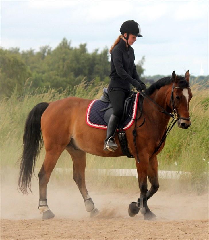 Michelle & Mirou dressurundervisning 30/6 - Schkelvigning dygtig dreng billede 22