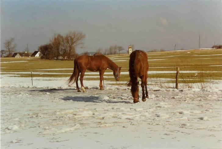 Mine smukke heste igennem tiderne - Her går tessa sammen med en der hedder anicho og kigger på den første sne i 1997, det endte med det rene sne leg med de to heste griner... billede 13