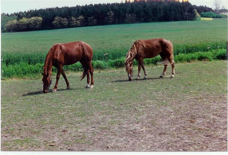 Mine smukke heste igennem tiderne - Her går tessa pigen og hygger med lidt græs gnasken en skøn sommerdag1997 billede 14