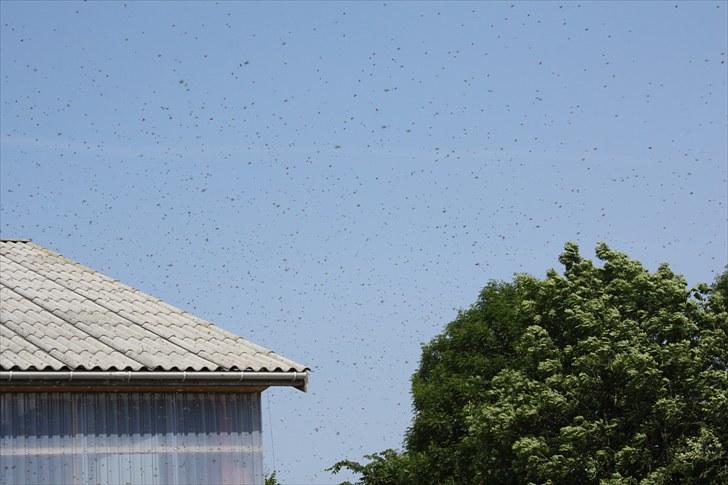 Søborggaard Ridelejr, uge 26! :D billede 19