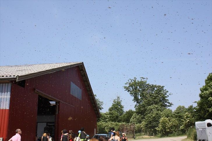Søborggaard Ridelejr, uge 26! :D billede 20