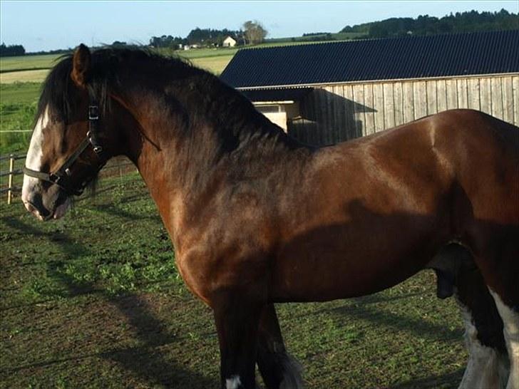 Shire hingst billede 1