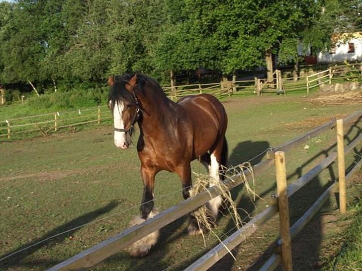 Shire hingst billede 2