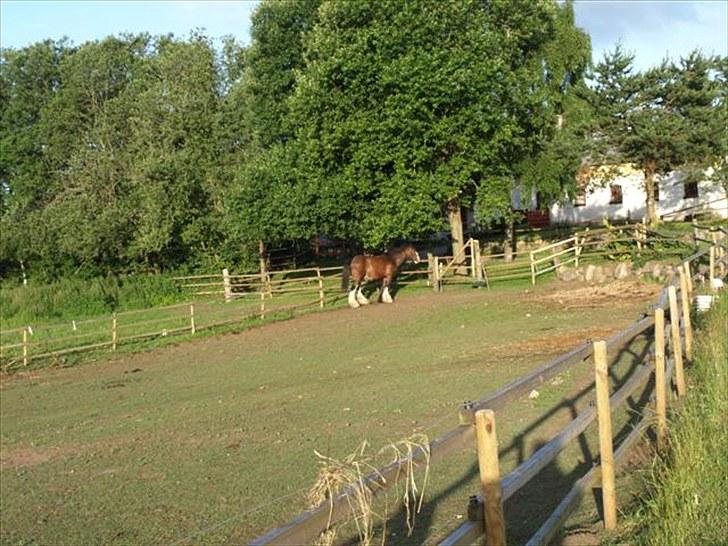 Shire hingst billede 3