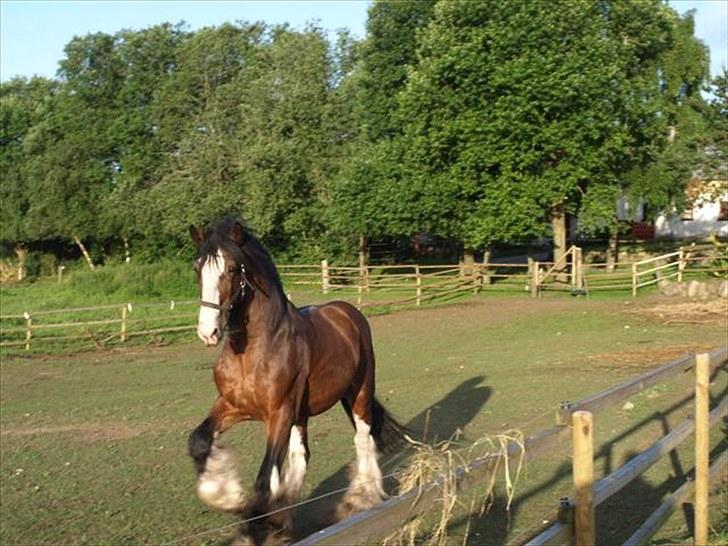 Shire hingst billede 4