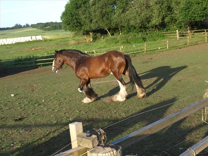 Shire hingst billede 5