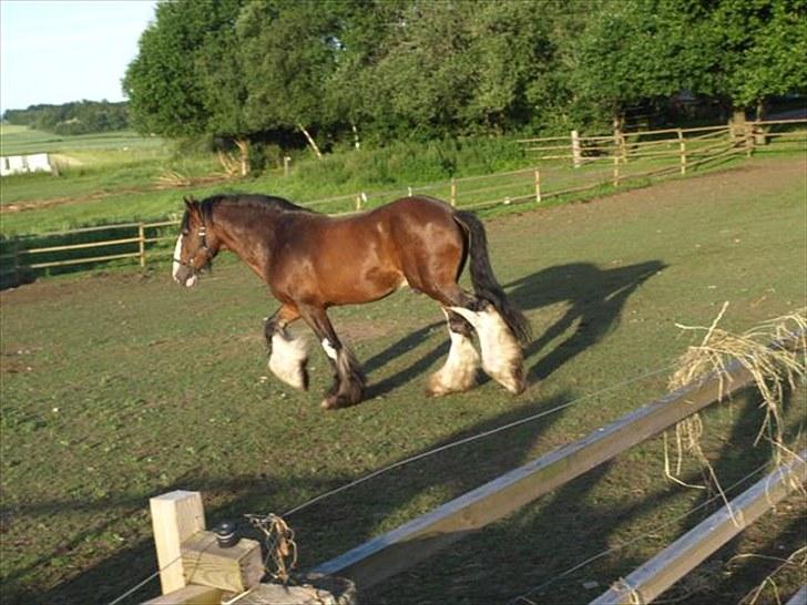 Shire hingst billede 6