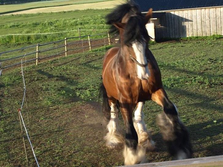 Shire hingst billede 7