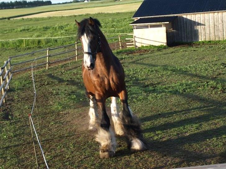 Shire hingst billede 8