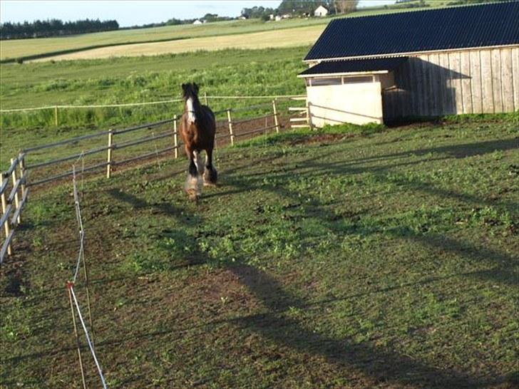 Shire hingst billede 9