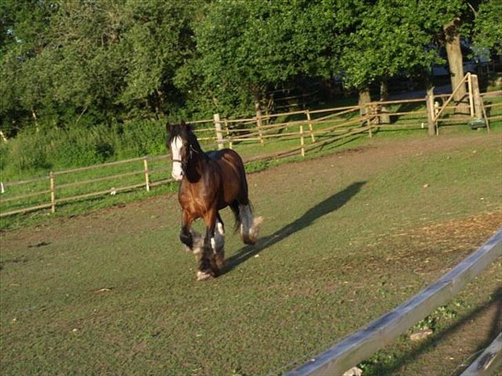 Shire hingst billede 10