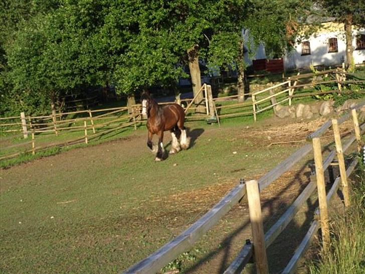 Shire hingst billede 11