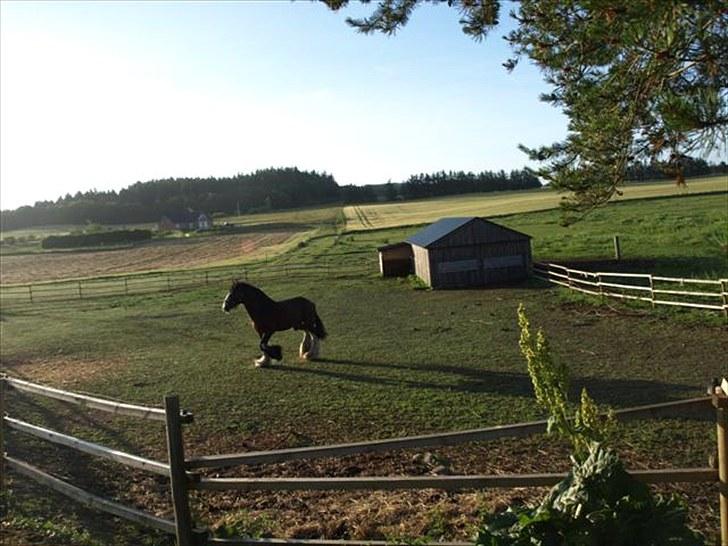 Shire hingst billede 12