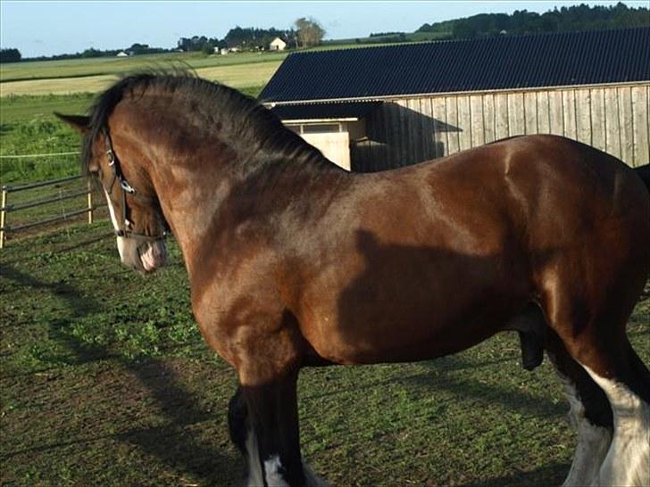 Shire hingst billede 13