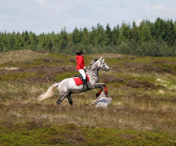 Jagt billeder billede 30