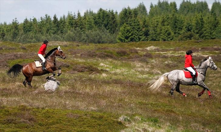 Jagt billeder billede 31