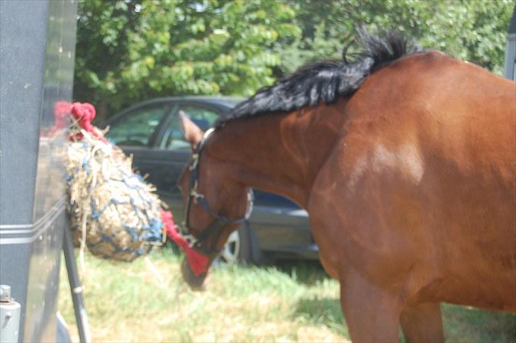 Billeder fra Riders Cup til andre billede 6