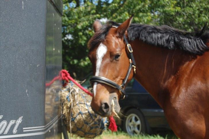 Billeder fra Riders Cup til andre billede 7